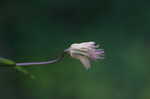 Swamp leather flower